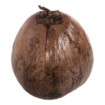 TABLE DECORATION HM4326.01 COCONUT IN NATURAL COLOR 20x20x20Hcm.