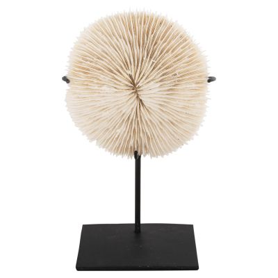 TABLE DECORATION HM4273 CORAL IN NATURAL COLOR- BLACK METAL STAND 8x8x16H cm.