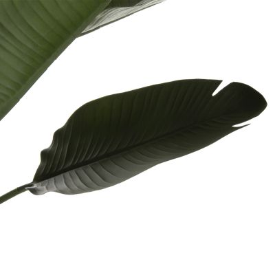 ДЕКОРАТИВНО СИНТЕТИЧНО РАСТЕНИЕ В САКСИЯ STRELITZIACEAE 137Hcm.