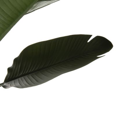 DECORATIVE SYNTHETIC PLANT IN POT HM7982 STRELITZIACEAE Φ17x14,5-150Hcm.