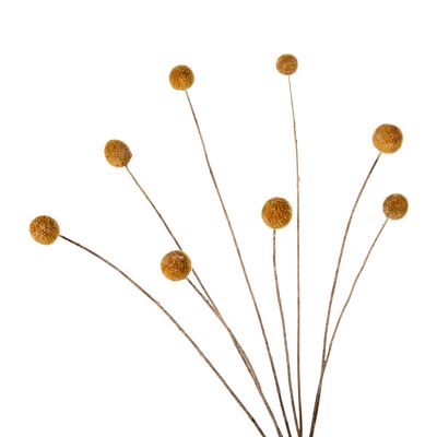 ДЕКОРАТИВЕН ИЗСУШЕН БУКЕТ CRASPEDIA GLOBOSA HM7956 ЖЪЛТ 63Hcm.