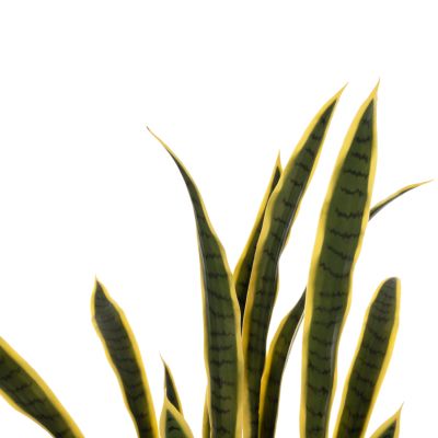 DECORATIVE SYNTHETIC PLANT IN POT HM7994.01 SANSEVIERIA GREEN-YELLOW 150Hcm.