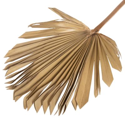 WALL DECOR HM7876 DRIED PALM LEAF IN NATURAL COLOR 30x102x3 cm.